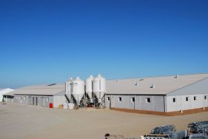 BERTHELOT CHARPENTE PORCHERIE GESTANTE